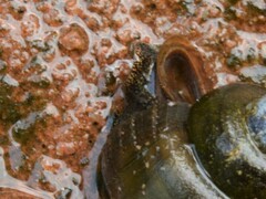 Notopala essingtonensis