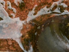 Notopala essingtonensis