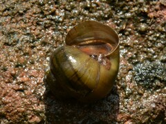 Notopala essingtonensis