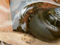 Notopala essingtonensis