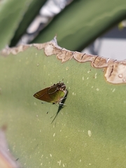 Callophrys xami xami