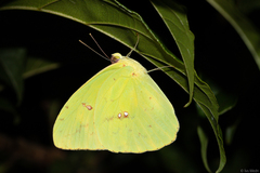 Phoebis philea philea