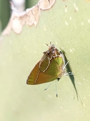 Callophrys xami xami