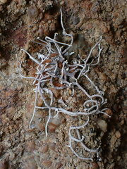 Dendrographa