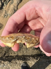 Ovalipes australiensis