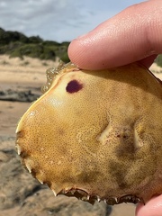 Ovalipes australiensis