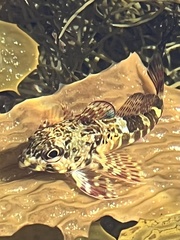 Bovichtus angustifrons