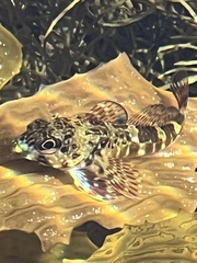 Bovichtus angustifrons