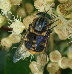 Scaptia auriflua