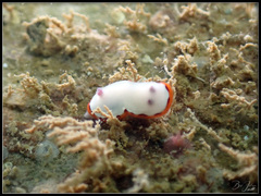 Goniobranchus rubrocornutus