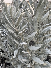 Eriodictyon tomentosum