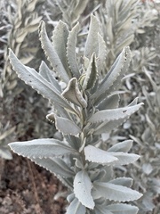 Eriodictyon tomentosum