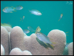 Neopomacentrus nemurus