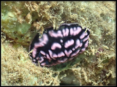Phyllidiella pustulosa