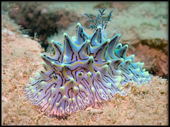 Halgerda willeyi