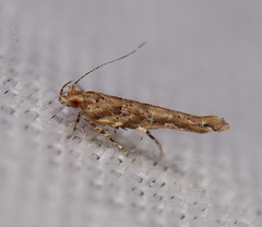 Anatrachyntis rileyi