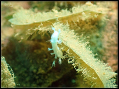 Tritoniopsis elegans