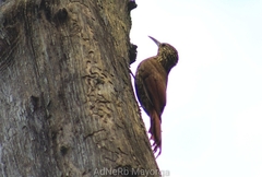 Lepidocolaptes affinis