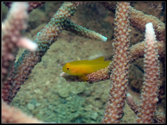 Gobiodon okinawae