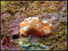 Tritoniopsis elegans