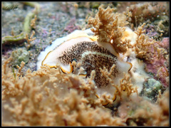 Pseudoceros heronensis