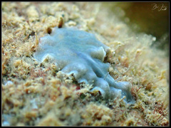 Acotylea