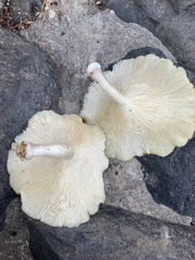 Lentinus tigrinus