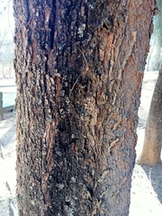 Pinus leiophylla