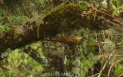 Lepidocolaptes affinis