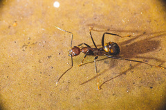 Camponotus nicobarensis