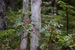 Sorbus sitchensis