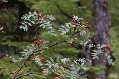 Sorbus sitchensis