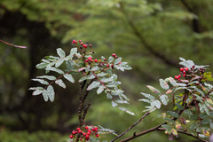 Sorbus sitchensis