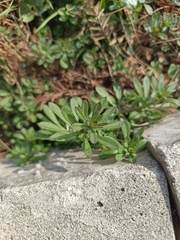 Galium spurium