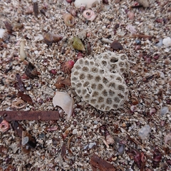 Plesiastrea versipora