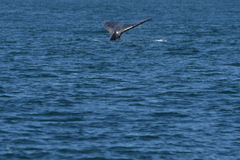 Eschrichtius robustus