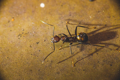 Camponotus nicobarensis