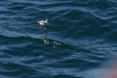 Phalaropus fulicarius
