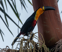 Ramphastos vitellinus