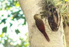 Xiphorhynchus flavigaster