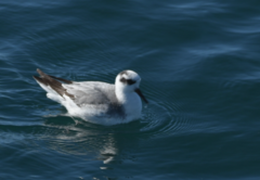 Phalaropus fulicarius