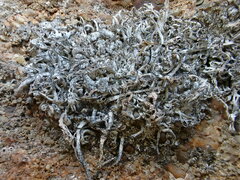 Trimmatostroma dendrographae