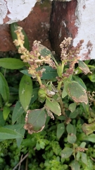 Chenopodium acuminatum virgatum