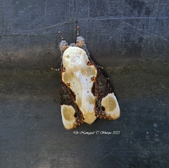 Formofentonia orbifer