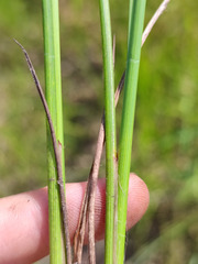 Carex lasiocarpa