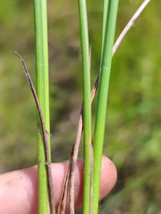 Carex lasiocarpa