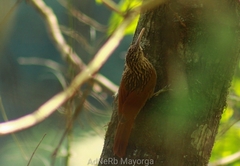 Xiphorhynchus flavigaster