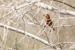 Sporophila cinnamomea