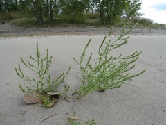 Corispermum americanum