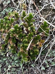 Selaginella eremophila